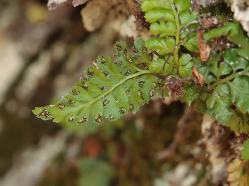 Asplenium obovatum