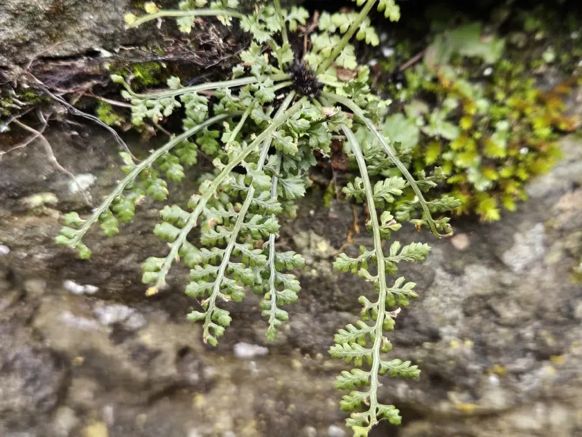 Fountain spleenwort