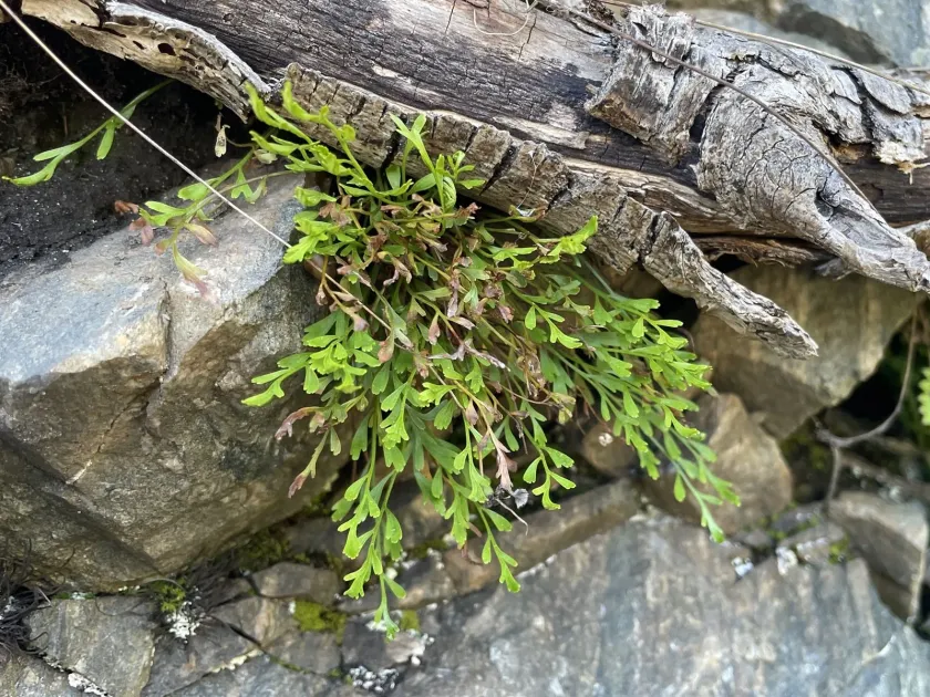 Alternate-leaved spleenwort