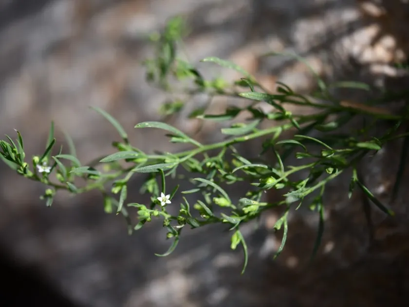 Thesium corsalpinum