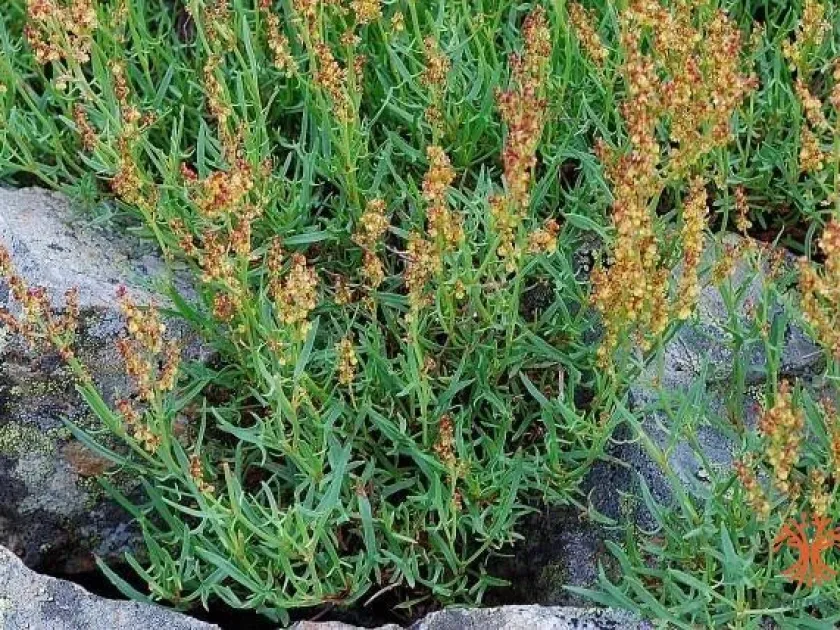 Щавель кущовий