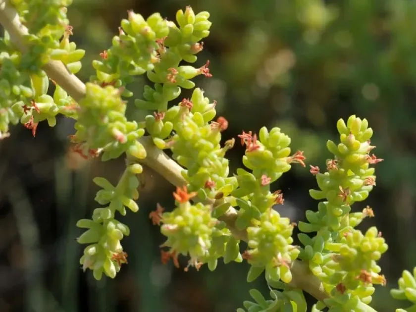 Salsola papillosa