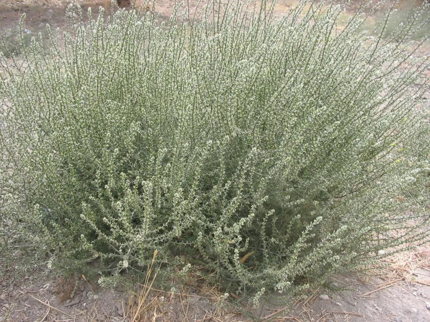 Salsola oppositifolia