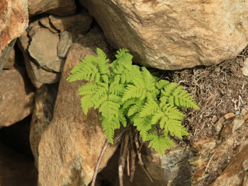 Gymnocarpium jessoense