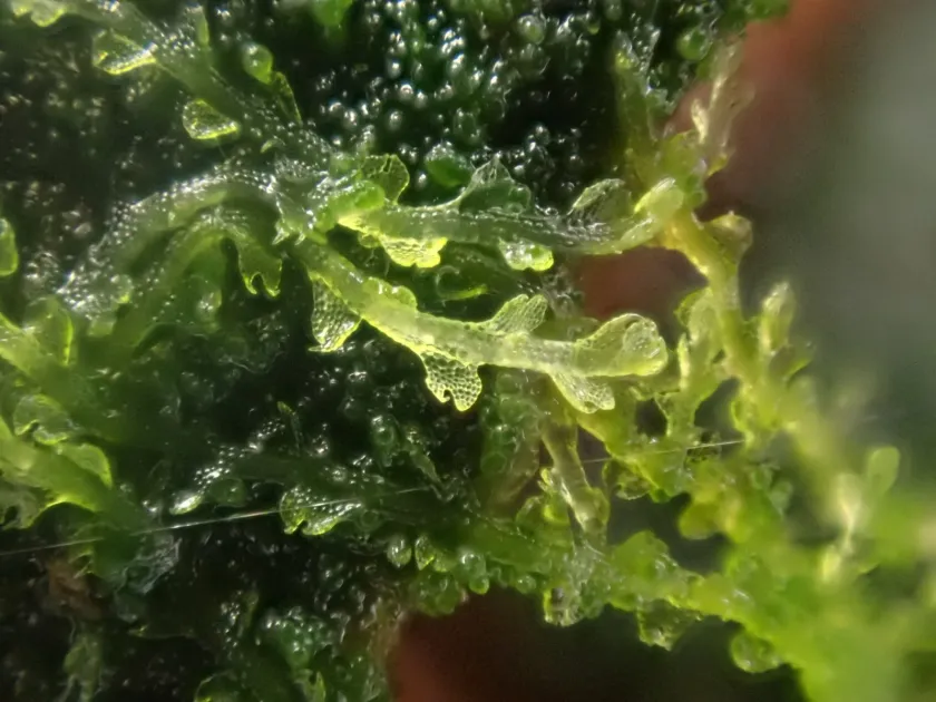 Cephalozia connivens