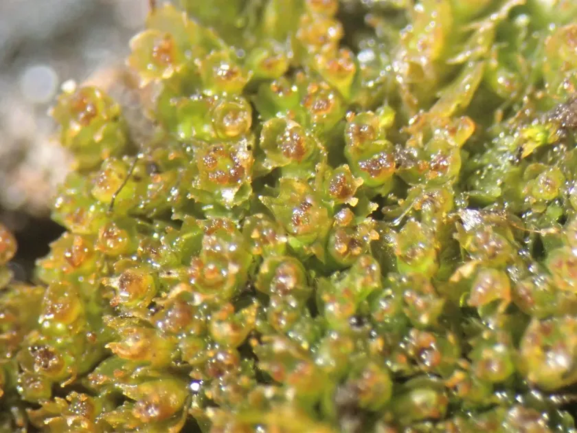 Lophozia bicrenata