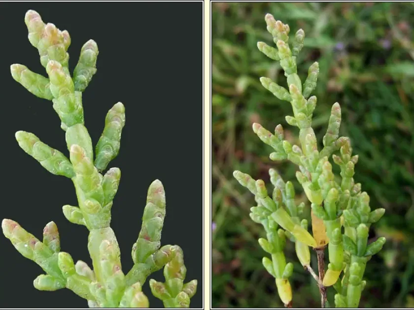 Salicornia pusilla
