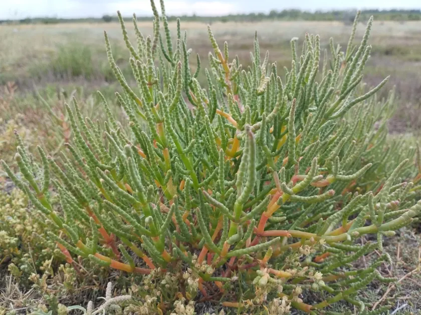 Salicornia perennans
