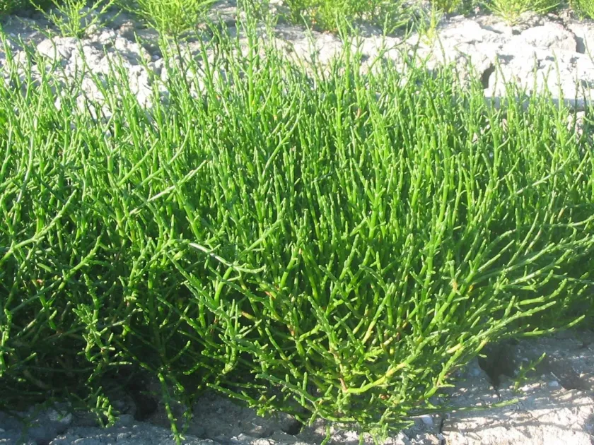 Salicornia obscura