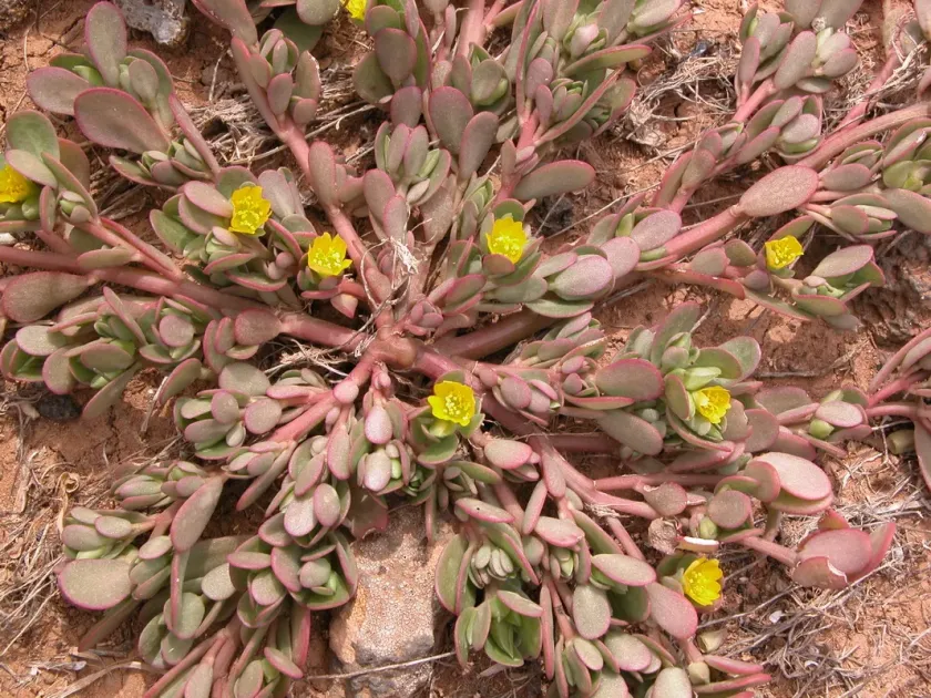 Portulaca papillatostellulata