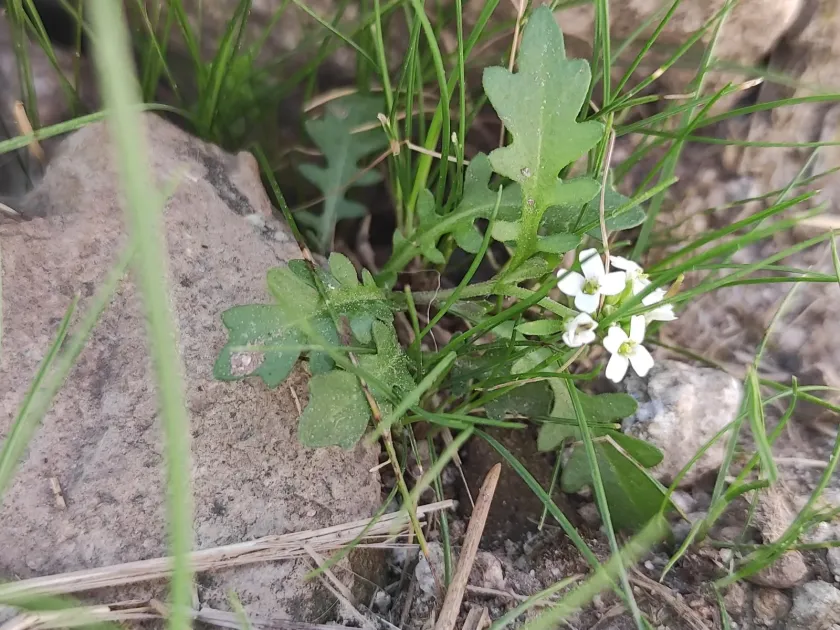 Murbeckiella pinnatifida