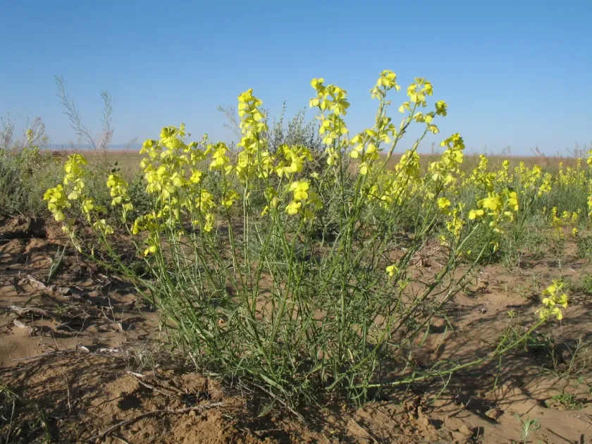 Erysimum montosicolum