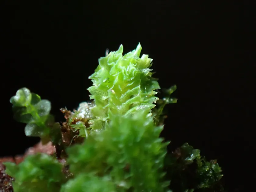 Lophozia incisa