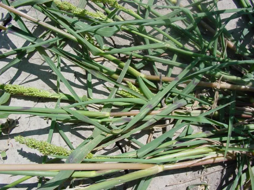 Jungle rice