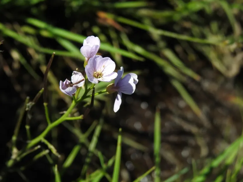 Cardamine crassifolia