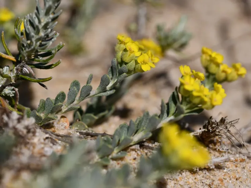 Alyssum loiseleurii