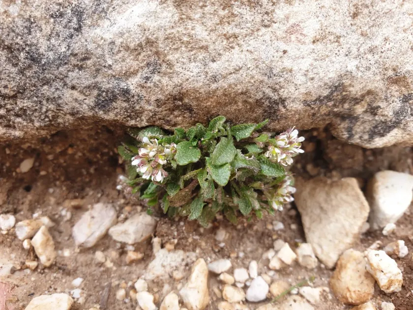 Rhizobotrya alpina