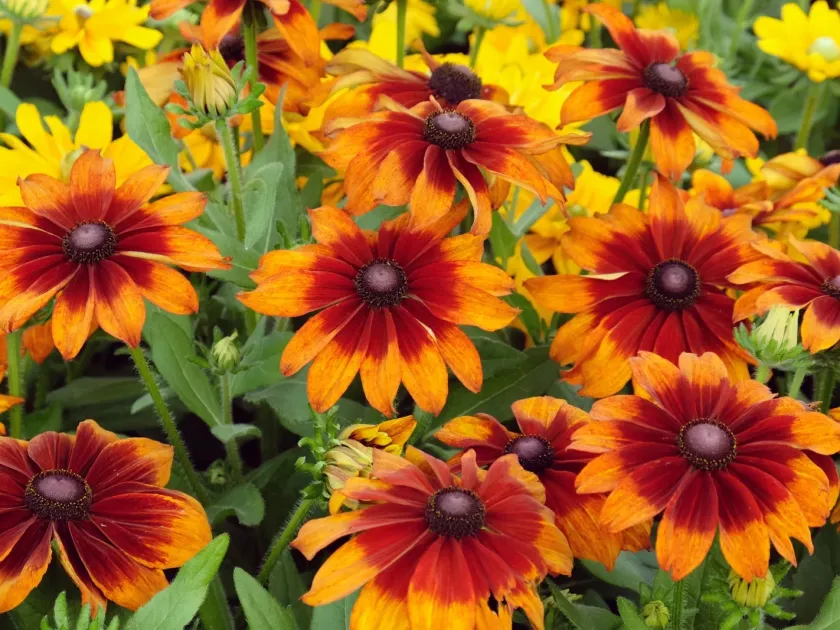 Echinacea and Rudbeckia hybrids
