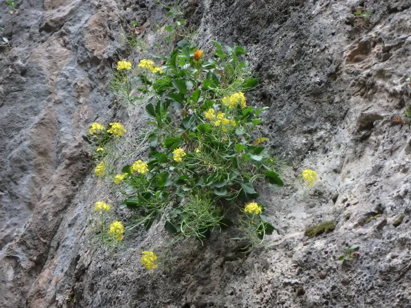 Balearic cabbage