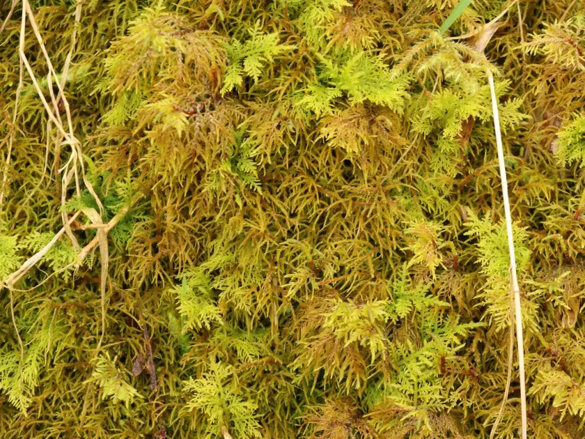 Shaded Hylocomiastrum