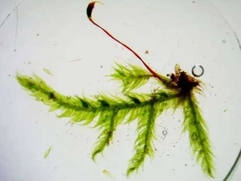 Sematophyllum substrumulosum