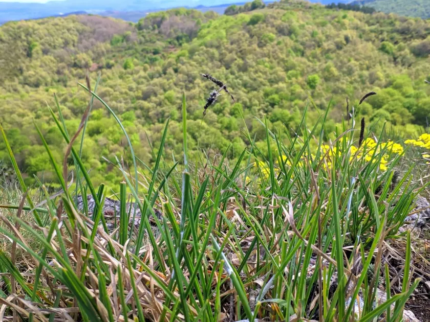 Silver moor grass
