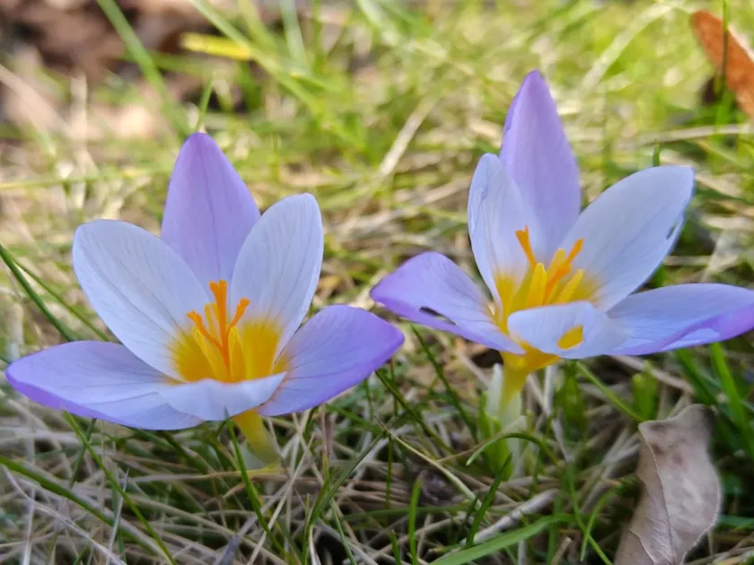Crocus sieberi