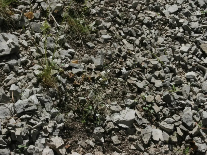 Arenaria cinerea