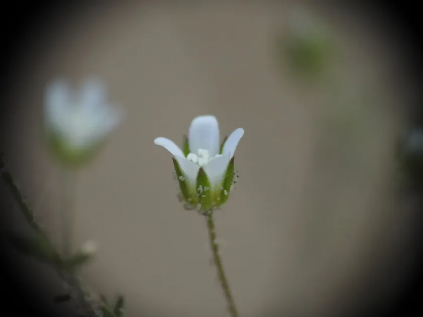 Arenaria modesta