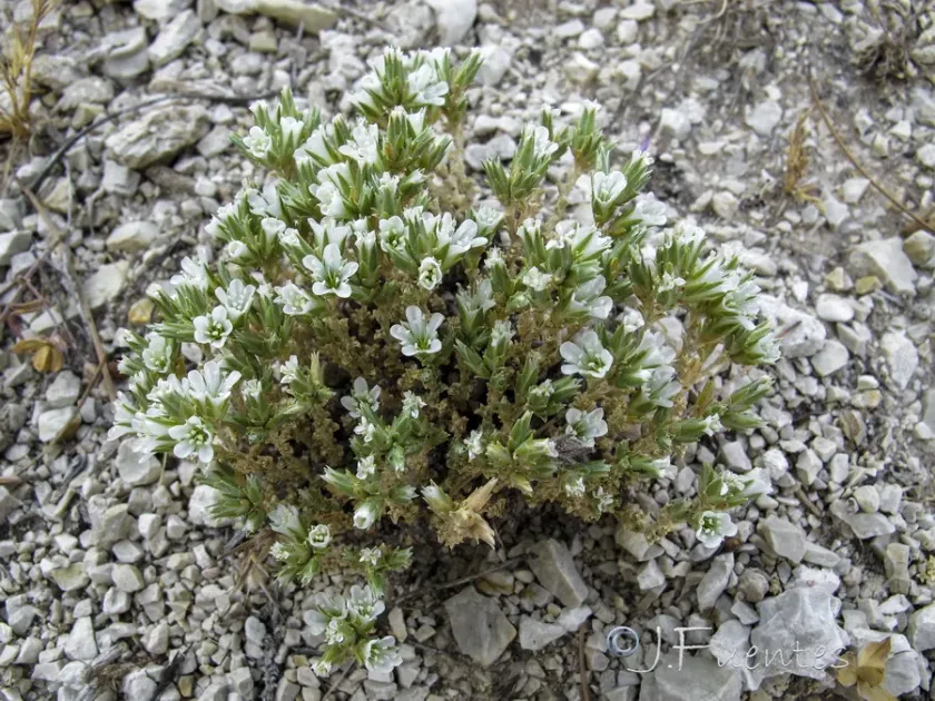 Woolly sandwort