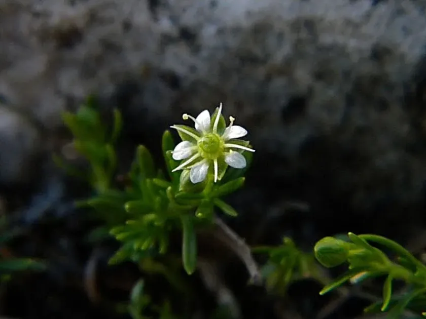 Moehringia concarenae