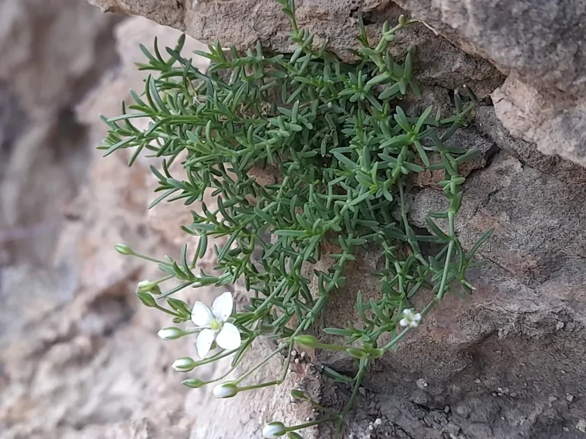 Moehringia sedoides