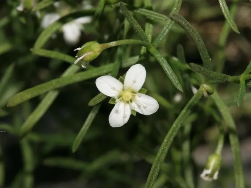 Moehringia markgrafii