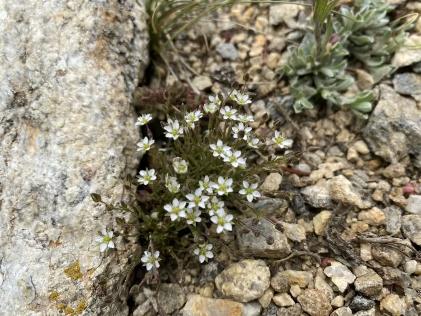 Reddish sandwort