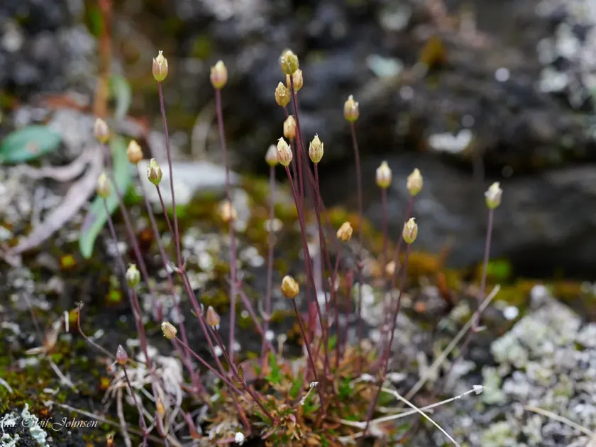 Bog stitchwort