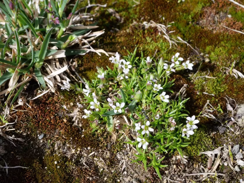 Minuartia biflora