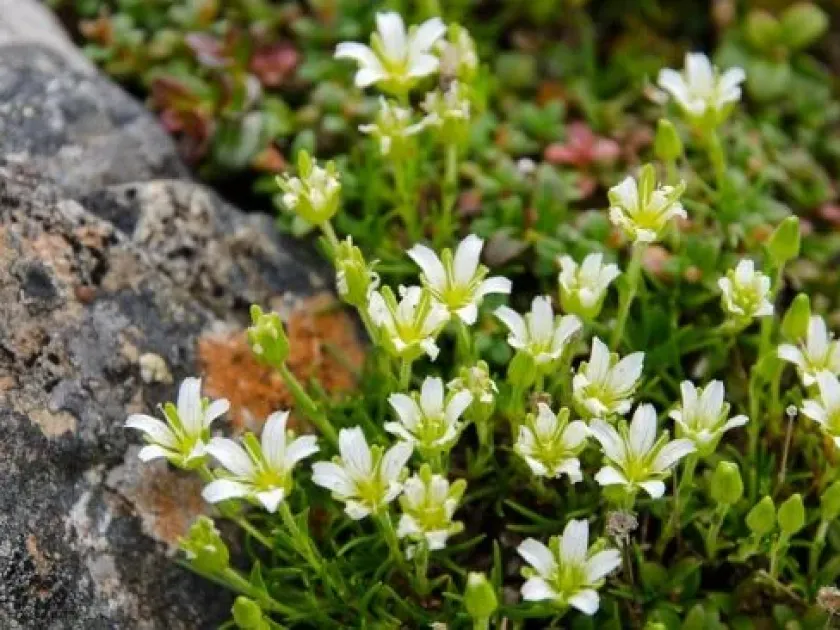 Minuartia laricifolia