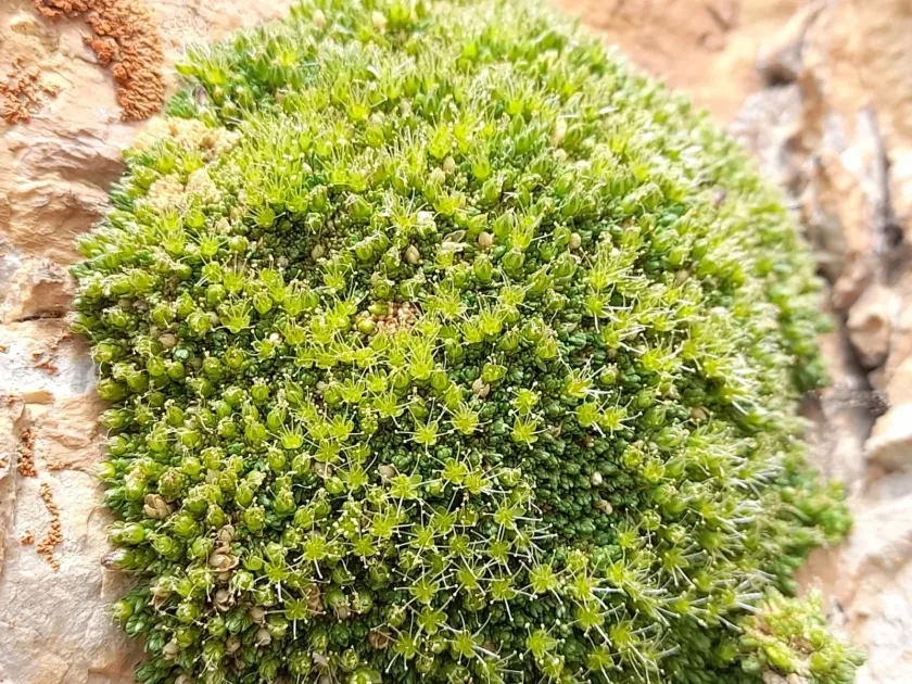 Minuartia cherlerioides