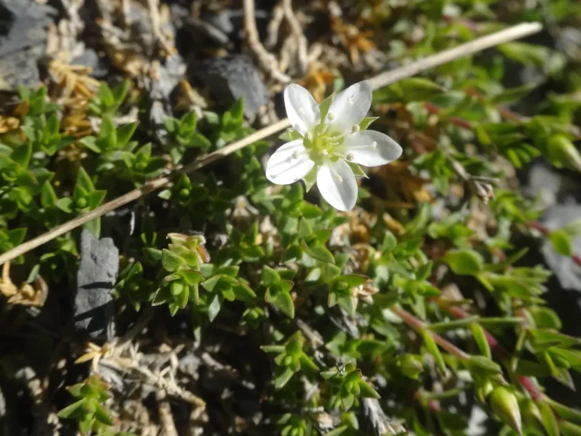 Rock sandwort