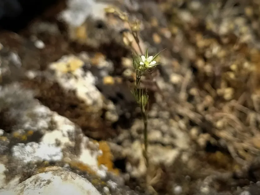Minuartia rubra