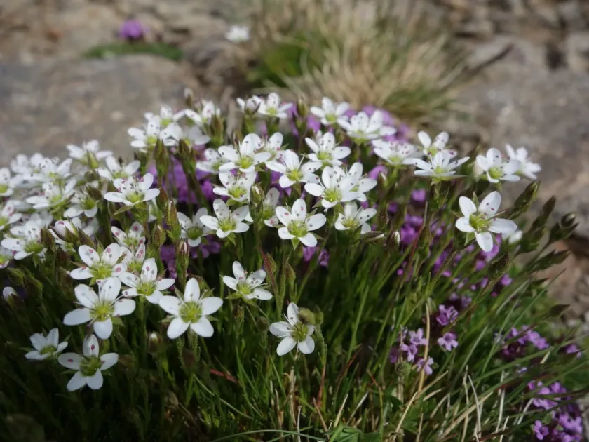 Minuartia recurva