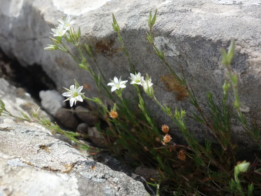 Minuartia mutabilis