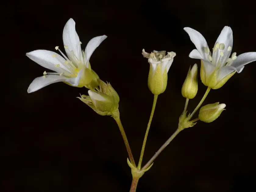 Juniper-leaved sandwort