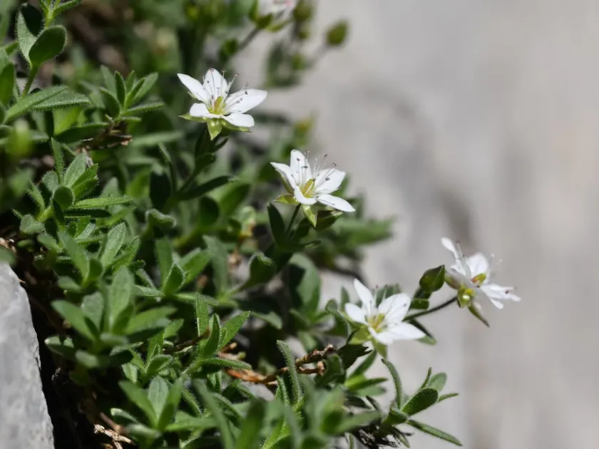 Minuartia cerastiifolia