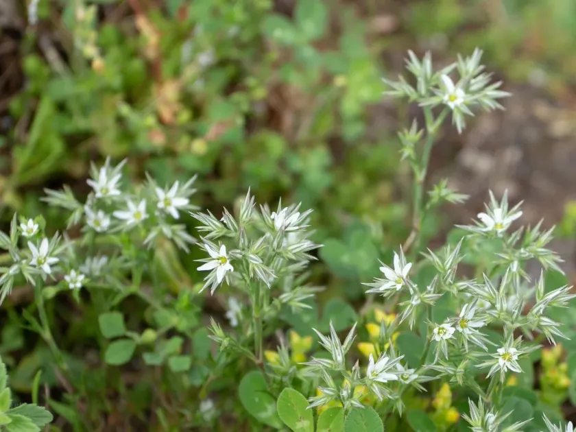 Minuartia glomerata