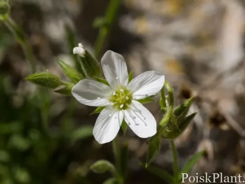 Minuartia graminifolia