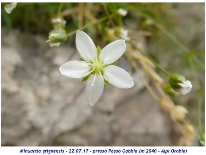 Minuartia grignensis