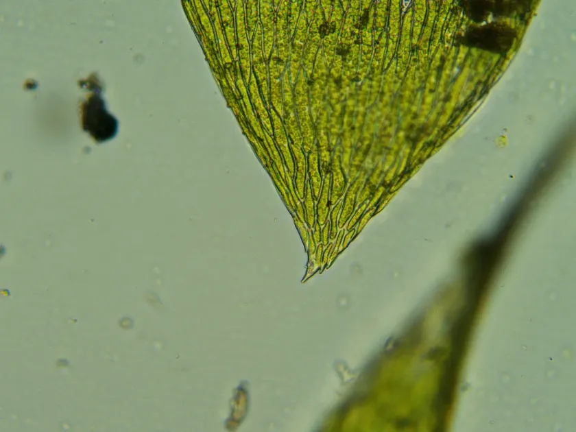 Plagiothecium platyphyllum