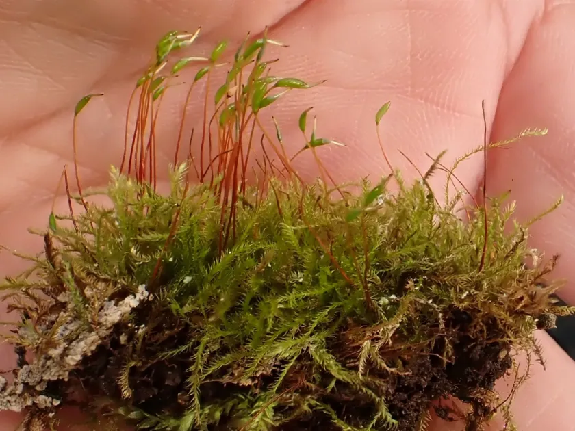 Isopterygiopsis pulchella