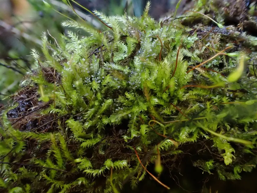 Isopterygiopsis muelleriana